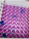 Molecular Biology Enzymes, Kits, And Reagents Market Analysis, Size, and Forecast 2025-2029: North America (US and Canada), Europe (France, Germany, and UK), APAC (China, India, Japan, and South Korea), South America (Brazil), and Rest of World (ROW)